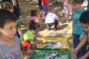 Foto - Material Pedagógica (Creche)