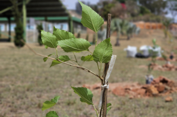 Foto - Plantio de Árvores  (Dia da Árvore | Escola Antonio Ferreira)