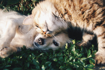 Campanha de Vacinação Antirrábica 2025 em Albertina
