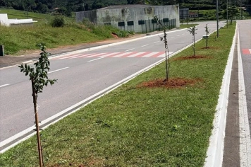 Avenida da Escola Antônio Ferreira recebe novas mudas de rezedá