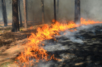 Juntos pela proteção de Albertina: curso da Defesa Civil aborda prevenção e combate a incêndios florestais