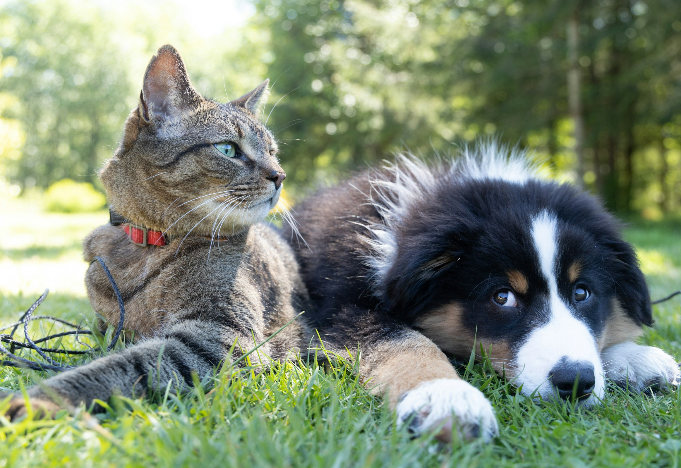 Albertina supera meta da Campanha de Vacinação Antirrábica 2025