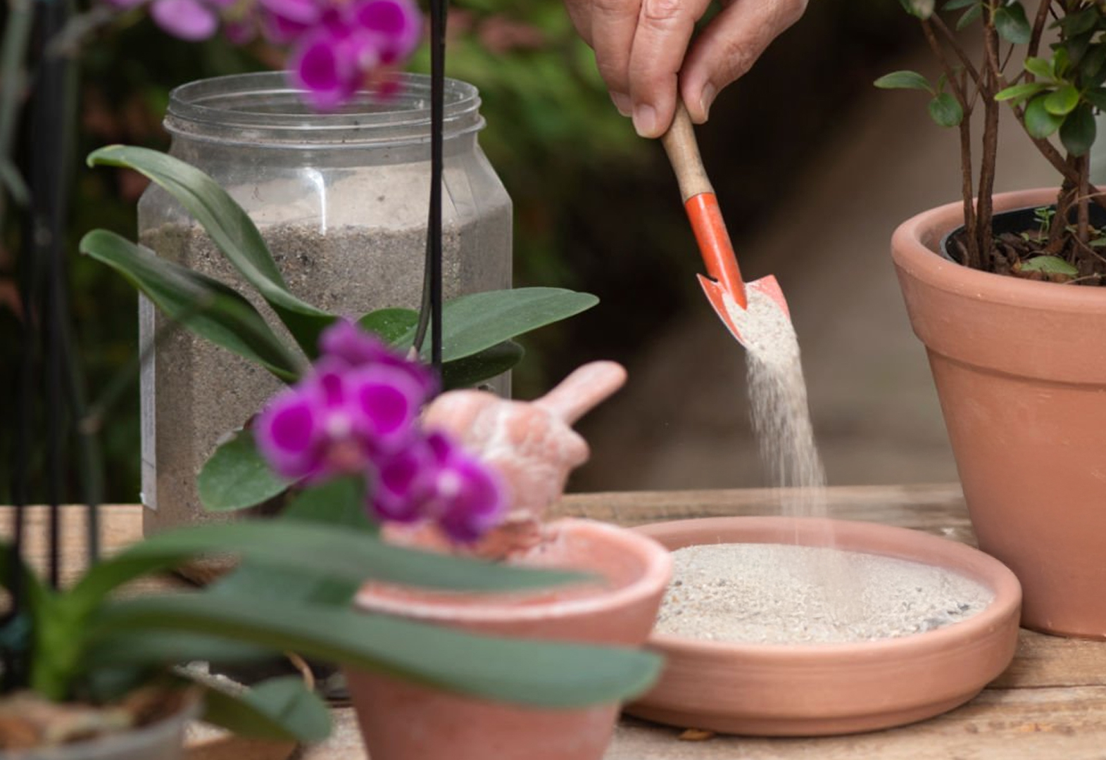 Albertina realiza neste sábado o 