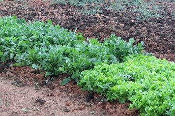 Foto - Horta Projeto Ensino Integral em agosto de  2022