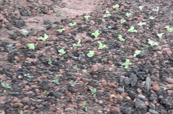 Foto - Horta Projeto Ensino Integral em agosto de  2022