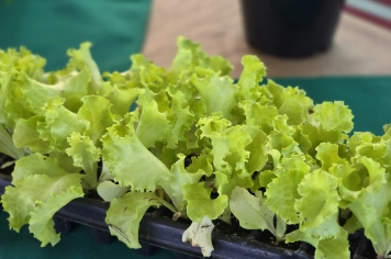 Foto - Feira José Gomes