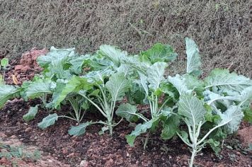Foto - Horta Projeto Ensino Integral em agosto de  2022