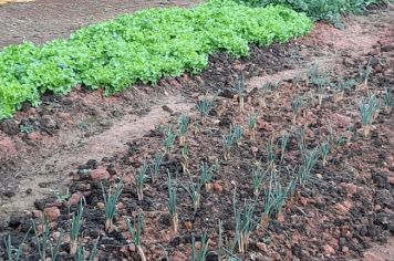 Foto - Horta Projeto Ensino Integral em agosto de  2022