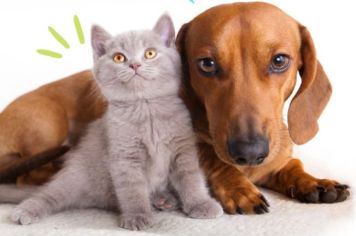 Castração gratuito para fêmeas