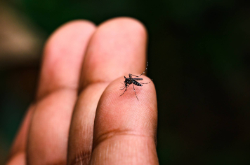 Albertina é classificada como MÉDIO RISCO para dengue e reforça a importância da prevenção 