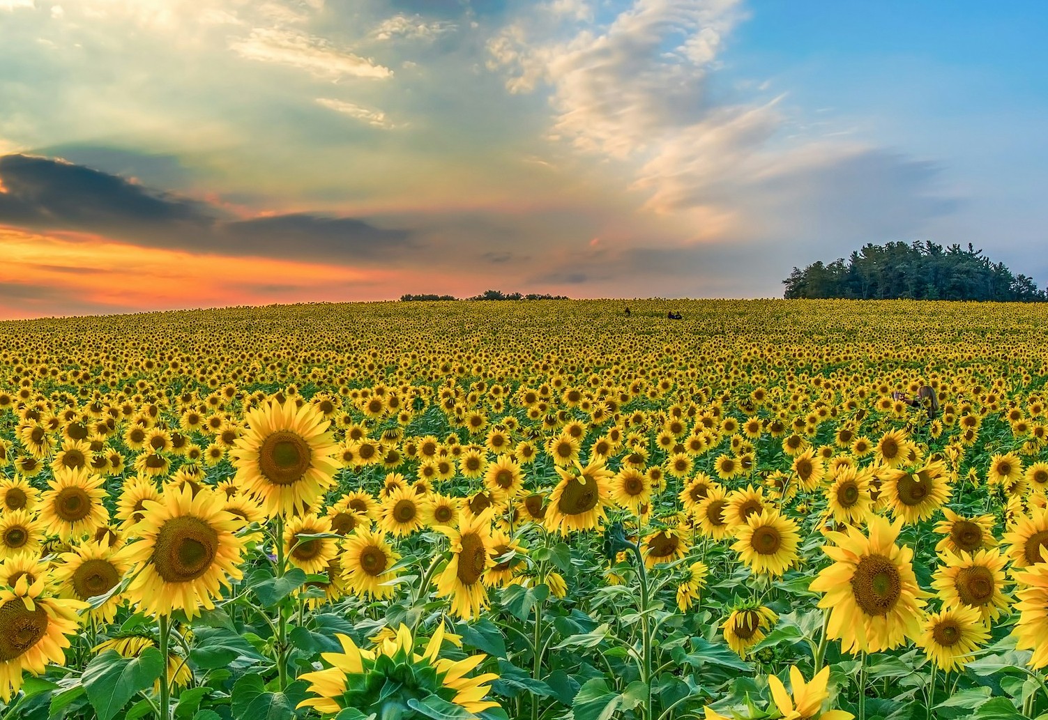 Setembro Amarelo: Escolha Viver e Florescer